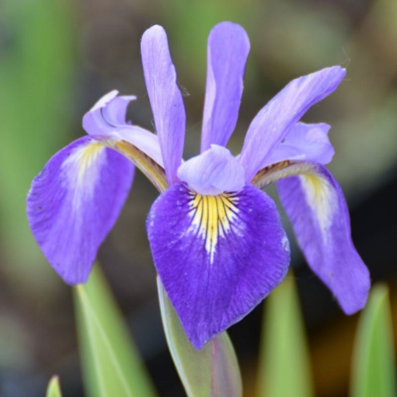Giglio di Firenze, Florentine Lily